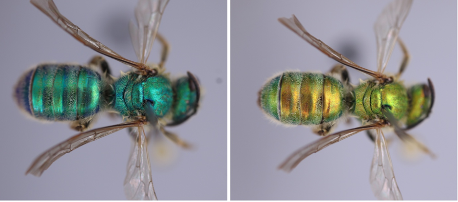 Two image showing the same preserved bee. On the left the bee is a deep green-blue color but on the right the bee is much lighter color, green with gold parts.